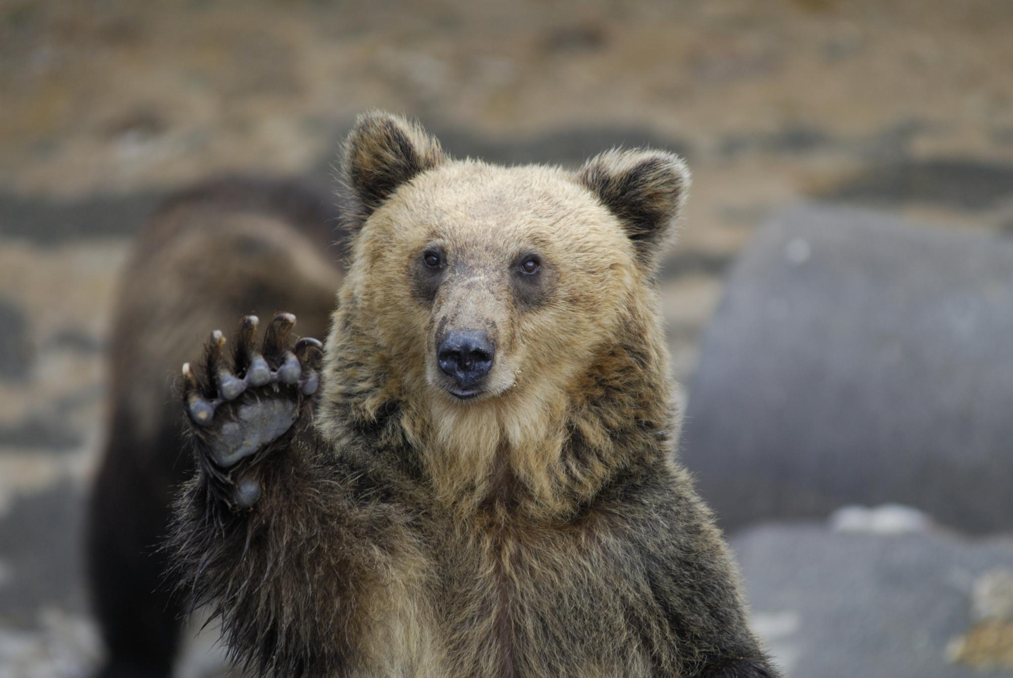 Huge Brown Bear waving Hello